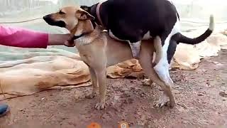 Dog is Mating