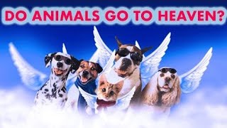 Do animals go to heaven?(Bible challenge #12)