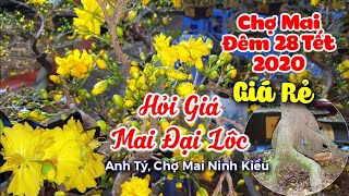 Chợ Mai Đêm 28 Tết 2020_Hỏi Giá Mai Đại Lộc Giá rẻ 2,5tr/ Cây~CS Cần Thơ HG