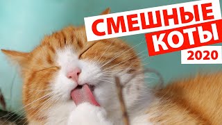 КОШКИ 2020 ? ПРИКОЛЫ С КОТИКАМИ Смешные Коты 2020 Funny Cats