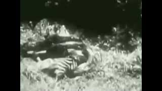 Питон душит тигра. 1908 год