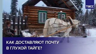 В звенящую снежную даль. Как доставляют почту в глухой тайге?
