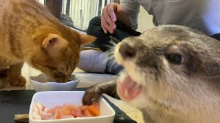 カワウソさくら カワウソ猫でちらし寿司を食べちらかした！Eat chirashizushi with otter and cat