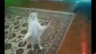 Коты танцуют дабстеп