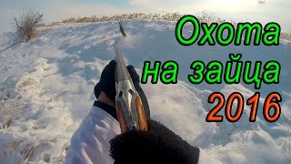 Охота на зайца