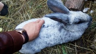 Кролиководы России, Курск: кролики породы НЗК, Калифорнийцы, Ризен белый великан, Фландр, Серебро.