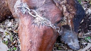 Tierarzt rennt mit geladenem Gewehr durch Letea Wald, als er das Wildpferd mit Eisenkette entdeckt!