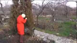 Посадка семян туи Thuja.How to Collect and Germinate Seeds