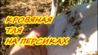 КРОВЯНАЯ ТЛЯ НА ПЕРСИКАХ / Защита от вредителей осенью
