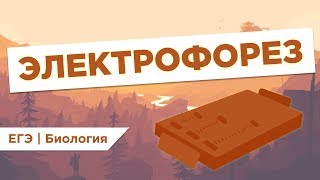 Что такое ЭЛЕКТРОФОРЕЗ l ЕГЭ Биология | Даниил Дарвин