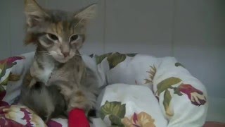 Ветклиника  Инновет.  Пневмоторакс у кошки, разрыв трахеи. pneumothorax. pneumothorax in cats.