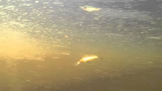 Megabass Live-X Leviathan 90SP