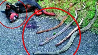 Мужчина услышал ночью стон и лай СОБАКИ... Тогда ОН выбежал во двор и увидел НЕВЕРОЯТНОЕ!
