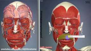 Мимические мышцы лица | 3D Анатомия человека | Внутренние органы