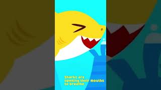 Baby Shark Doo Doo Doo Facts #shorts 
