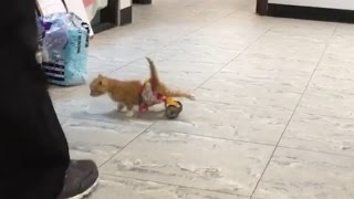 Abandoned Paralyzed Kitten Found In Mac and Cheese Box Gets Lego Wheelchair