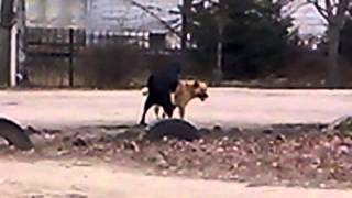Собаки занимаются любовью