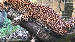 Ein Leopoard sagt Kathi Hello - A Leopard says hello to Kathi - Baby Gorilla - Dotterweber