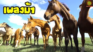 เพลงม้า ม้าตัวจริง ตัวเป็นๆ