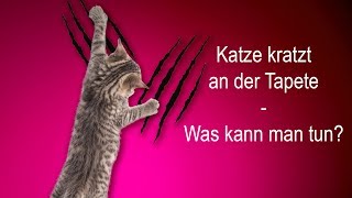 Katze zerkratzt die Tapete - was kann ich dagegen tun?