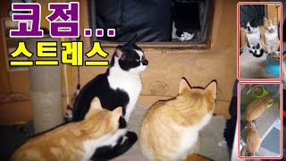 밤새 코점에 시달린 백수,문밖대가리,깜똘2