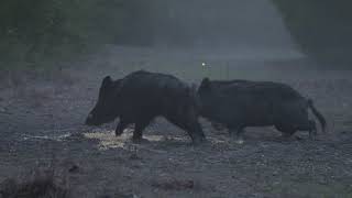 Slo Motion Hog Kill!! Look at it cut ?