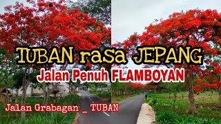 Serasa di JEPANG ..Melihat Mekarnya Bunga FLAMBOYAN disepanjang Jalan GRABAGAN _ TUBAN.