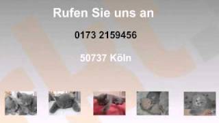 Reinrassige BKH Kitten mit Papieren