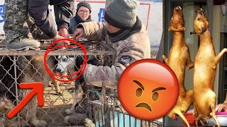 I saved a Siberian Husky from a dog meat market in China