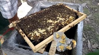 Cách xử lý đàn ong có mũ chúa chia đàn _phương Pháp nuôi ong