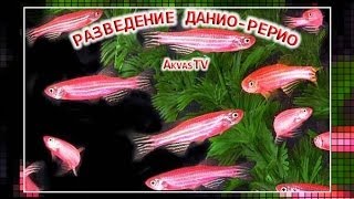 РАЗВЕДЕНИЕ ДАНИО-РЕРИО