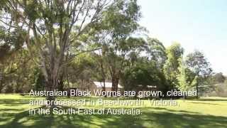 Australian Black Worms - The Farm