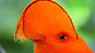 Самые красивые птицы планеты
