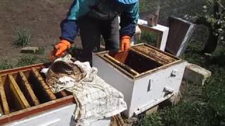 Деление пчелосемьи на поллета и осмотр пересаженной семьи