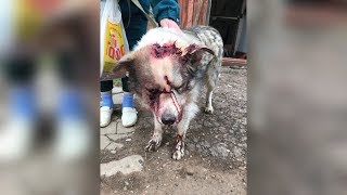 UTV. Оренбуржец жестоко избил собаку железным прутом