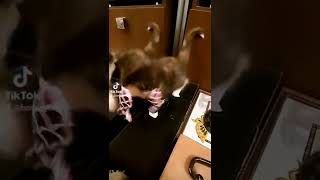 киса. играет проснулась. доброе утро. редкий зверек трехцветная мура
