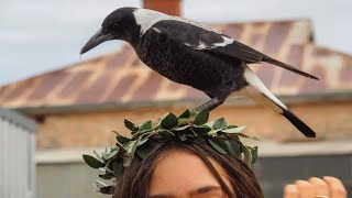 A family raised this wild bird. Then came the heartbreak.