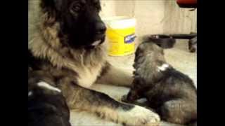 Caucasian Shepherd Dog, Ποιμενικος Καυκασου ,Кавказская Овчарка ( заводчик- IRINA MARKELOVA, GR )