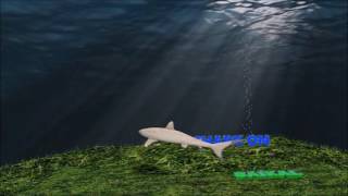 Акулы на Байкале. Готовые проекты CINEMA 4D.