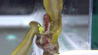 ミミズを捕食するコウガイビル（Land planaria preying on Earthworm）
