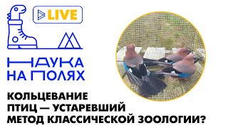 Кольцевание птиц — устаревший метод классической зоологии?| Анна Уфимцева