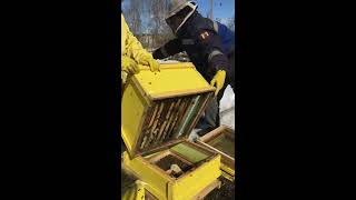Работа на пасеке. Весна 2019. В гостях у Евгения. #2
