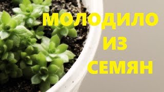 Молодило из семян