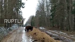 Poland: Bison spotted at Polish-Belarusian wall construction site
