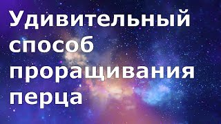 439. Удивительный способ проращивания перца