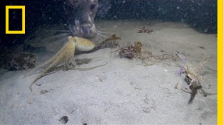 Octopus vs. Crab Battle Takes an Unexpected Turn