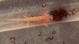Huge axolotl unboxing!!!