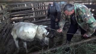 Трактор снова выручает или скучать не приходится./ Как связать и свалить бычка.