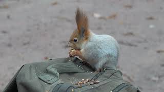 Немного о белках / A little bit about squirrels
