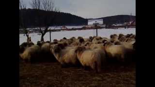 Bucalai de luncani Floristean.